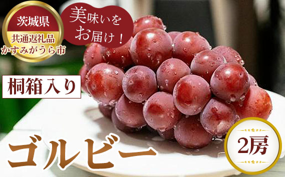 【先行予約】ゴルビー　桐箱入り2房【茨城県共通返礼品 かすみがうら市】