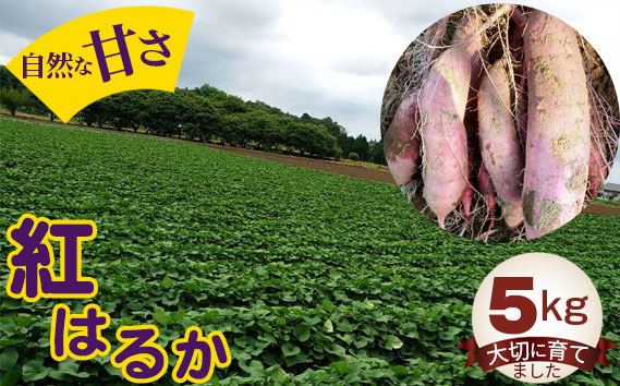 紅はるか5kg