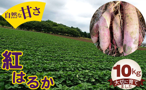 紅はるか10kg