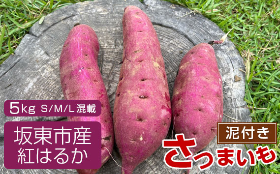 【箱入り】坂東市産　生さつまいも　紅はるか5kg（泥付きS、M、L混載）