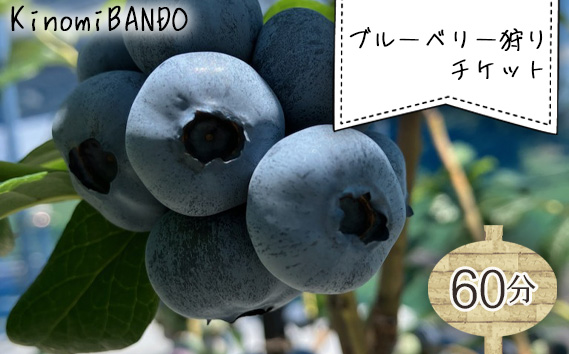 KinomiBANDOブルーベリー狩りチケット（60分）