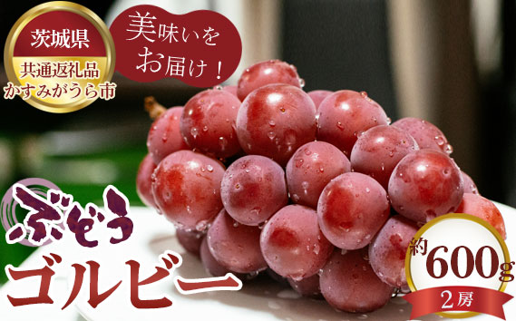 【先行予約】ぶどう　ゴルビー　約600g（2房）【茨城県共通返礼品 かすみがうら市】