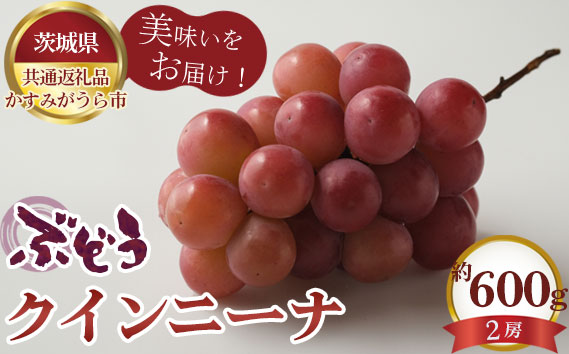 【先行予約】ぶどう　クインニーナ　約600g（2房）【茨城県共通返礼品 かすみがうら市】