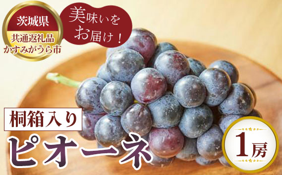 【先行予約】ピオーネ　桐箱入り1房【茨城県共通返礼品 かすみがうら市】