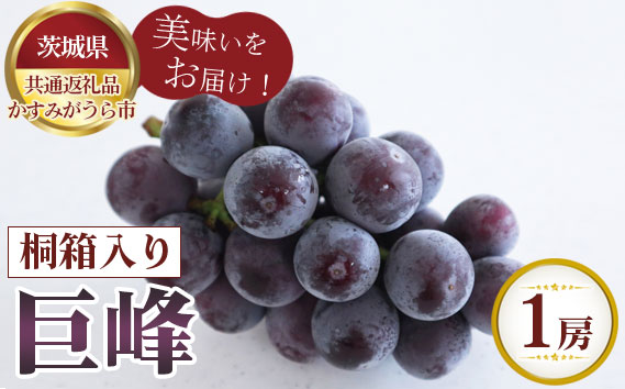 【先行予約】巨峰　桐箱入り1房【茨城県共通返礼品 かすみがうら市】