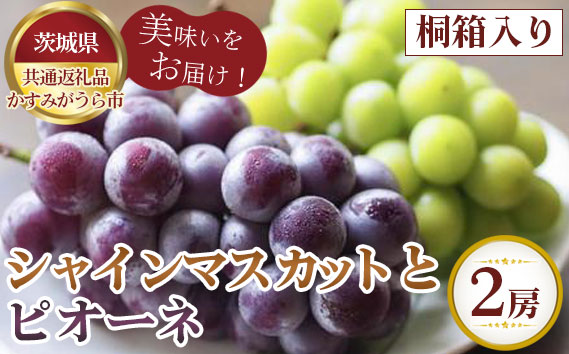 【先行予約】お中元　シャインマスカットとピオーネ　桐箱入り2房【茨城県共通返礼品 かすみがうら市】