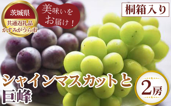 【先行予約】お中元　シャインマスカットと巨峰　桐箱入り2房【茨城県共通返礼品 かすみがうら市】