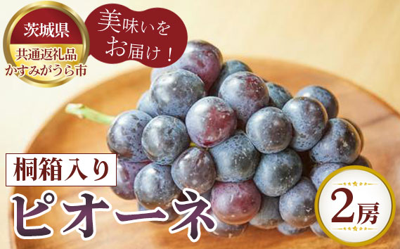 【先行予約】お中元　ピオーネ　桐箱入り2房【茨城県共通返礼品 かすみがうら市】