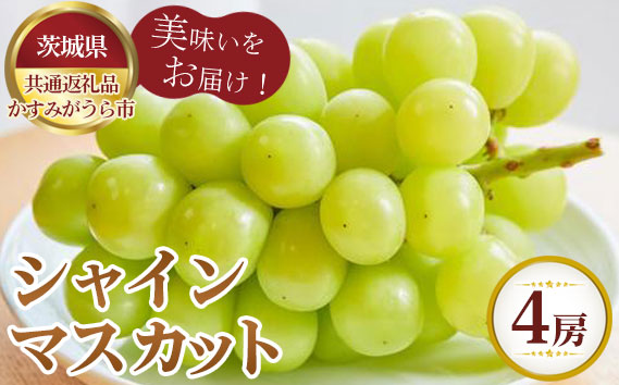 【先行予約】お中元　シャインマスカット　4房【茨城県共通返礼品 かすみがうら市】