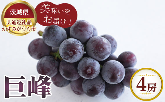 【先行予約】お中元　巨峰　4房【茨城県共通返礼品 かすみがうら市】