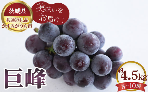 【先行予約】巨峰　約4.5kg（8～10房）【茨城県共通返礼品 かすみがうら市】