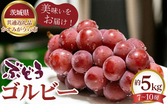 【先行予約】ぶどう　ゴルビー　約5kg（7～10房）【茨城県共通返礼品 かすみがうら市】