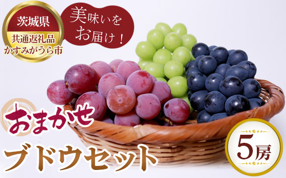【先行予約】おまかせ！ブドウセット　5房【茨城県共通返礼品 かすみがうら市】