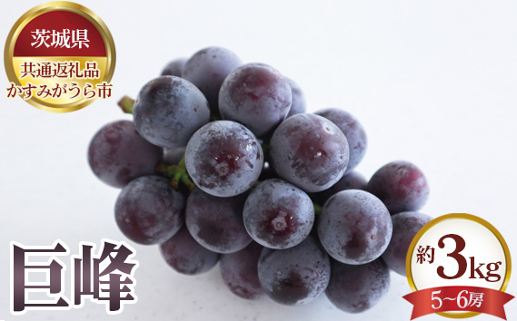 【先行予約】巨峰　約3kg（5～6房）【茨城県共通返礼品 かすみがうら市】