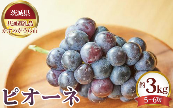 【先行予約】ピオーネ　約3kg（5～6房）【茨城県共通返礼品 かすみがうら市】