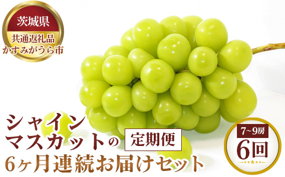 【先行予約】シャインマスカットの6ヶ月連続お届けセット　7～9房×6回【茨城県共通返礼品 かすみがうら市】