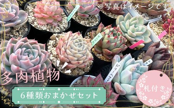 多肉植物6種類おまかせセット【札付き】