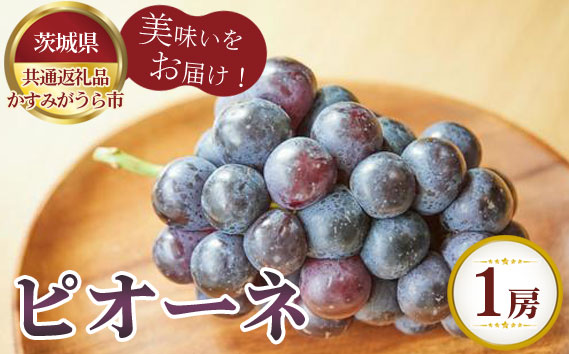 【先行予約】ピオーネ　1房700g　かすみがうら市産【茨城県共通返礼品 かすみがうら市】