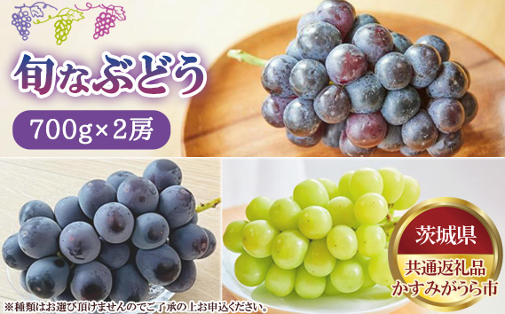 【先行予約】旬なぶどう　700g×2房　かすみがうら市産【茨城県共通返礼品 かすみがうら市】