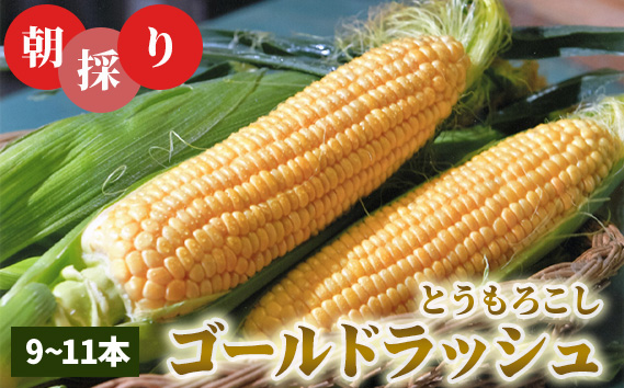 朝採りとうもろこしゴールドラッシュ【期間限定】