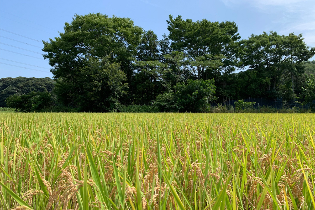 新米【令和7年産】稲敷市産 にじのきらめき 無洗米 10kg (5kg×2袋)｜お米 おこめ 精米 無洗米 直送 稲敷 茨城 [1825]