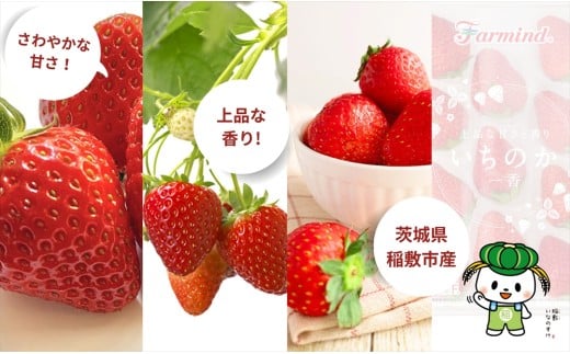 茨城県産いちご いちのか 大粒から中粒いちごパック 2パック入り箱｜ファーマ村 ファーマインド いちご いちのか かおりの スイーツ フルーツ 果物 [1890]