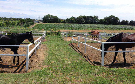 初心者体験乗馬 チャレンジ3回コース [0379]