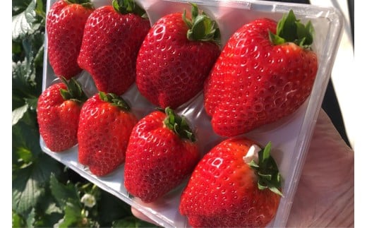 茨城県産いちご いちのか 大粒から中粒いちごパック 2パック入り箱｜ファーマ村 ファーマインド いちご いちのか かおりの スイーツ フルーツ 果物 [1890]