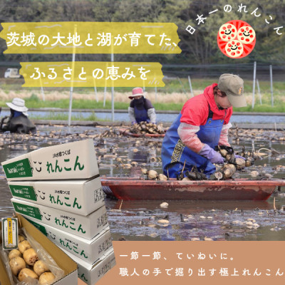 肉厚でシャキシャキの食感と甘みが特徴　　掘りたて れんこん　4Kg(4～7本)【配送不可地域：離島】
