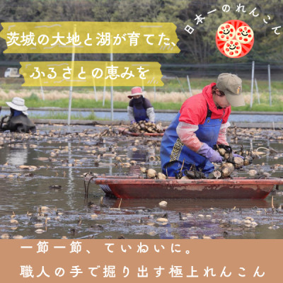 肉厚でシャキシャキの食感と甘みが特徴　　掘りたて れんこん　2Kg(2～4本)【配送不可地域：離島】