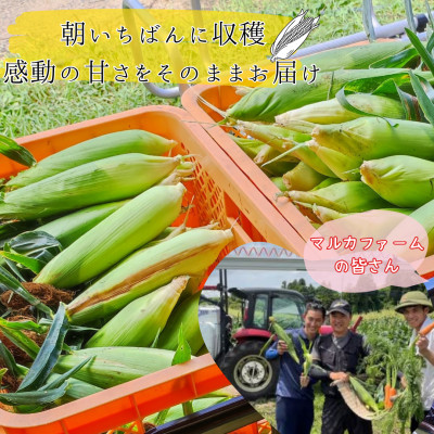マルカファームの朝採れ「とうもろこし」10本セット【配送不可地域：離島・沖縄県】