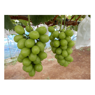 圧巻の味ナガノパープルと貴方の思考を変える味シャインマスカット　約1.2kg(2～3房)【配送不可地域：離島】