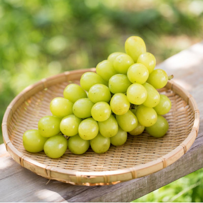 茨城県かすみがうら市産シャインマスカット　約2Kg (3～5房)【配送不可地域：離島】
