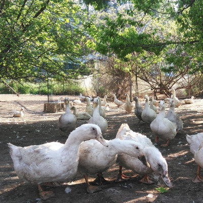 かすみ鴨　ムネ肉のスモーク　1枚(200g)【配送不可地域：離島】