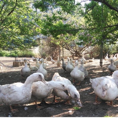 鴨鍋の素2人前  鴨スープ500gと鴨モモ肉1羽分(400～450g)のセット【配送不可地域：離島】