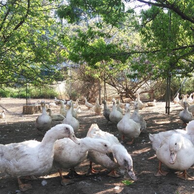 鴨鍋の素4人前  鴨スープ1kgと鴨モモ肉2羽分(計800～900g)のセット【配送不可地域：離島】