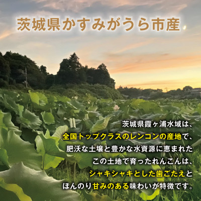 【鮮度抜群!茨城県かすみがうら市産】シャキシャキ蓮根 霞ヶ浦れんこん4kg 産地厳選【配送不可地域：離島】