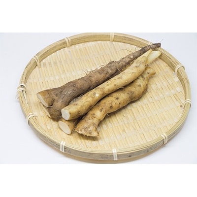 かすみがうら市産　自然薯1本(約1kg)