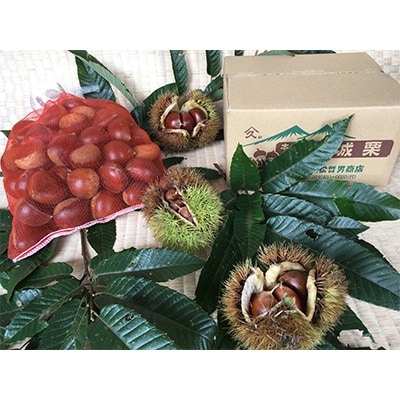 茨城県かすみがうら市産 熟成 生栗 3Lサイズ　約2kg〈2025年11月上旬より順次発送予定〉【配送不可地域：離島】