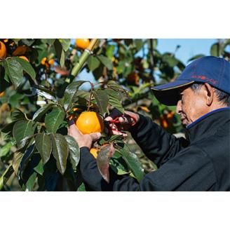 【先行受付】大ぶりの完全甘柿「陽豊」　約3kg ※2026年11月中旬より順次発送予定【配送不可地域：離島】