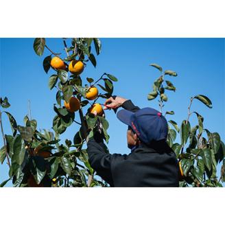 早生(わせ)柿の代表「早秋」約3.0kg以上(10個～14個)【配送不可地域：離島】