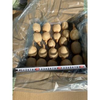 かすみがうらの宝石　キュートな小粒れんこん(生) 2kg【配送不可地域：離島】