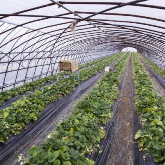 菅谷いちご園の完熟いちご　3Lサイズ　　　18粒(約420g)×2パック【配送不可地域：離島・北海道・沖縄県・信越、北陸・東海・近畿・中国・四国・九州】