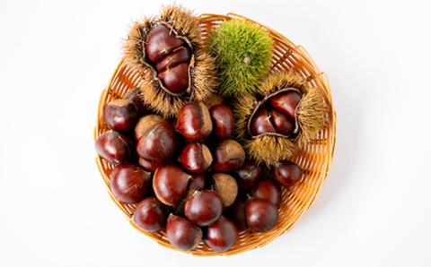 2025年秋配送とれたて生栗2kg栽培期間農薬肥料燻蒸無ショコロンファーム　有名フレンチ使用【配送不可地域：離島】