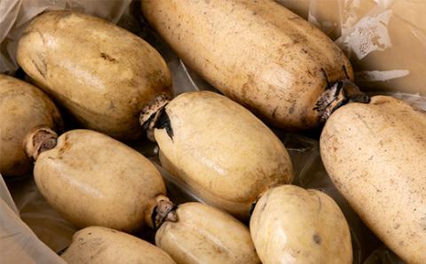 かすみがうら市産　れんこん　4kg【配送不可地域：離島】