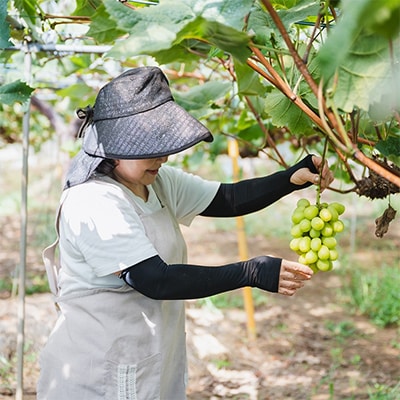 【先行受付】シャインマスカットと旬のぶどうの詰合せ　合計2～3房入【配送不可地域：離島・沖縄県】