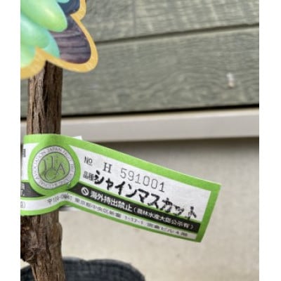 シャインマスカット苗木