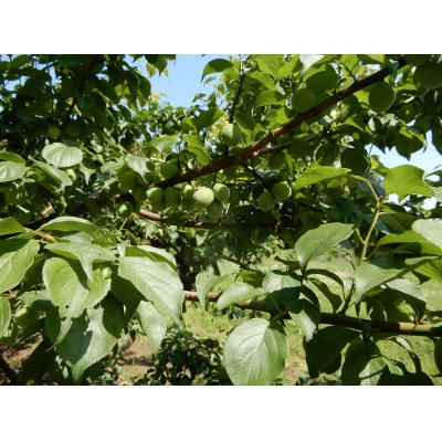 【先行受付】梅ジュースにカリカリ梅に「白加賀」　約3kg ※2023年6月上旬より順次発送予定【配送不可地域：離島】