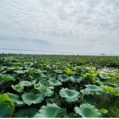 新物!　肉厚でシャキシャキの食感と甘みが特徴　　掘りたて れんこん　2Kg(2～4本)【配送不可地域：離島】