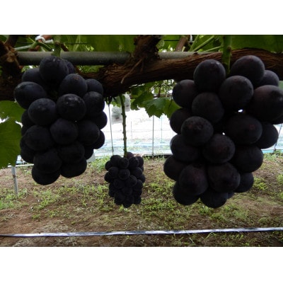 甘味と酸味の絶妙なバランスのピオーネ1.2kg(2房～3房)【配送不可地域：離島】